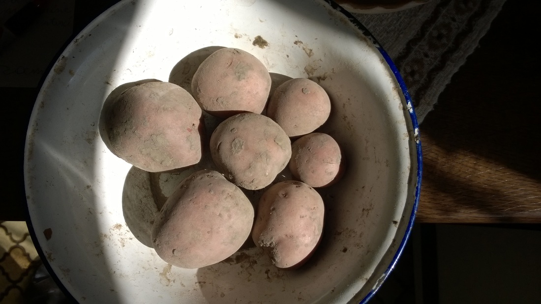 Kartoffel Aardappelen Bildtstar